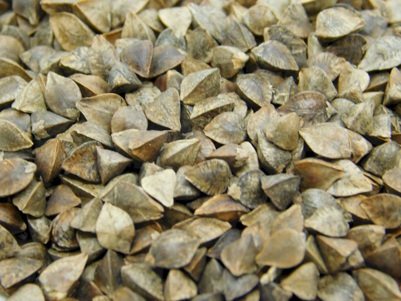 grechka_ecogorod