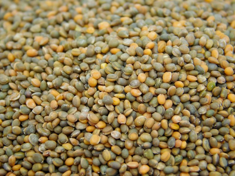 rukolla_ecogorod
